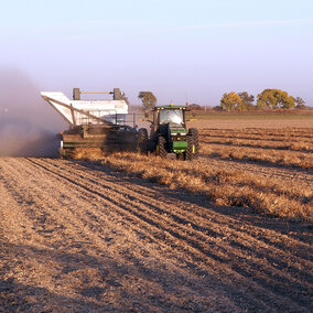 Harvesting dry edible beans