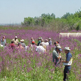 Field tour of purple loosestrife management study