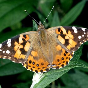 Painted lady butterfly