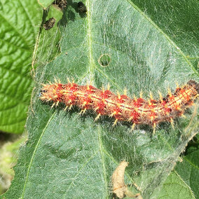 Painted Lady caterpillar