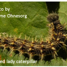 Painted lady caterpillar