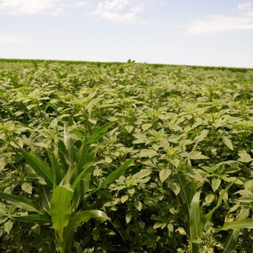 Managing herbicide-resistant Palmer amaranth is just one of the topics on the Crop Production Roadshow coming to west central Nebraska starting Feb. 1.