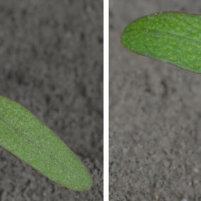 Photos of the Palmer amaranth and common waterhemp plants at cotyledon stage