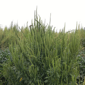 glyphosate-resistant Palmer amaranth