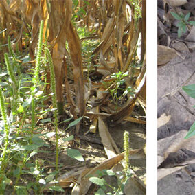 Depictions of Palmer amaranth in corn