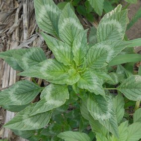 Palmer amaranth