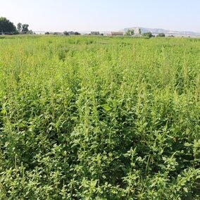 Trial studying efficacy of products on Palmer amaranth