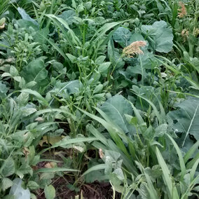 Cover Crops field trial