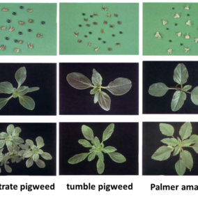 Photos of pigweed species