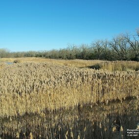 Phragmites growing along the Platte River in Nebraska