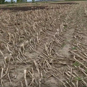 Unplanted acres with corn residue