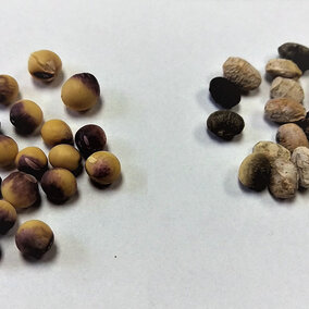 Soybeans with purple seed stain (left) and soybeans showing signs of seed decay due to Phomopsis disease complex. (Photo by Jenny Rees)