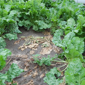 Figure 1. Complete and permanent collapse of sugarbeet petioles and leaves caused by Rhizoctonia Root and Crown Rot.