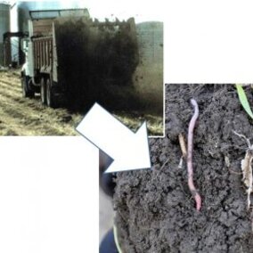 Illustrating improved soil aggregates from manure applications.