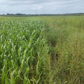 Cover crop demonstration plots at the Rogers Memorial Farm