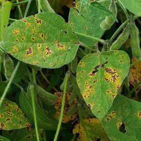 Soybean leaves with bacterial blight