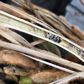 While mold sclerotia in a soybean stem