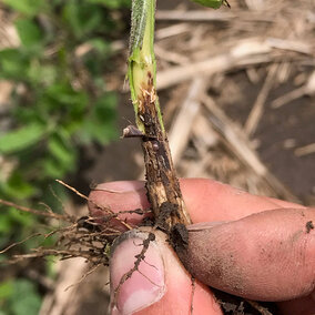 Soybean gall midge larvae inside a soybean stem