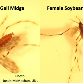 Figure 1. Male soybean gall midge (left) and female soybean gall midge (right). Female has a point abdomen due to its ovipositor whereas males have a clasping organ at the end of the abdomen. Males are of no threat to this yearâs soybean crop.