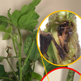 Soybean gall midge larvae inside a soybean stem