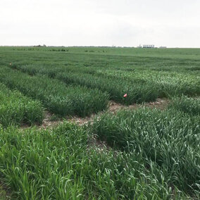 Wheat Field