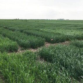 Winter wheat variety trials in Saline County (Photo by Randy Pryor)