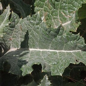 Scotch thistle