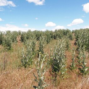 Scotch thistle in a pasture