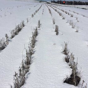 Snowy Sherman County Field May 1, 2017