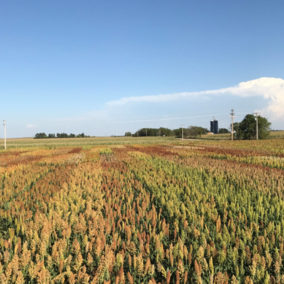 Grain sorghum variety trial at the Henry J. Stumpf International Wheat Center near Grant, Nebraska, summer 2019. 