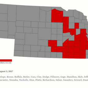 Counties with confirmed southern rust