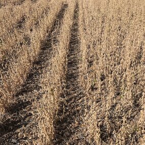 soybeans ready for harvest