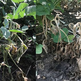 Soybean plants showing wilting and necrosis