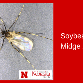 Soybean gall midge adult