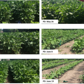 Photos of canopy closure based on various planting dates