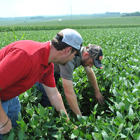 men examine condition of soybeans in field