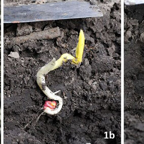 Figure 1. Planting into cold soil (below 50Â°F) when cold conditions are expected for the next 48 hours can lead to germination problems and seedlings not emerging or not emerging well. 1a. Corn seedling that started leafing out below ground and now has twisted leaves which will delay or negate normal plant development.. Figures 1b-c. Unemerged seedlings attempting to leaf out belowground. None of the seedlings shown should be counted as a productive plant.