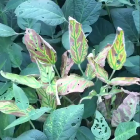 Sudden deaht syndrome in soybean