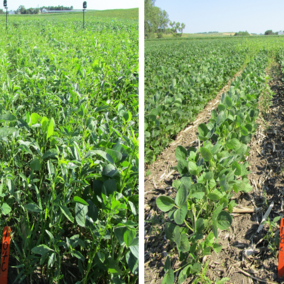 Field trial comparing timing of soybean weed management