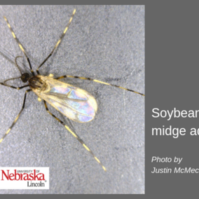 Soybean gall midge adult