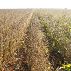 Field of mature soybeans