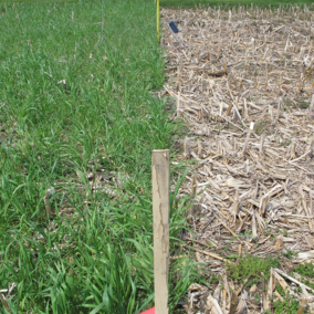 Figure 1. A research plot at the universityâs Eastern Nebraska Research and Extension Center (ENREC) near Mead on May 13, 2019. The entire plot is covered with no-till corn residue. The west half also is covered with a November 17 planted cereal rye cover crop. Soil temperatures 2 inches deep were recorded in each half, but were essentially the same, so are averaged in this report.  