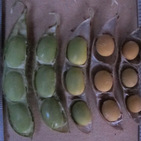 Soybean pods at the R7 stage showing different levels of membrane attachment within the pod.