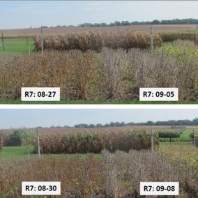 Photo of field comparison of soybean planting dates and maturities at different stages.