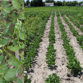 Sugarbeet Weed. Links to full article.