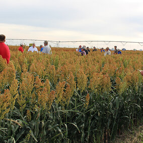 Farmers examine a field or irrigated sorghum at a Sorghum Field Day near Trenton in 2017. This year field days will be held near Trenton and Farwell.