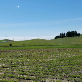Pivot field at the West Central Research and Extension Center, site of one of the three divisions in this year's UNL-TAPS competition. (Photo by Krystle Rhoades)