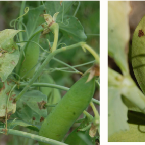 UNL dry pea research