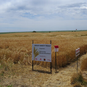 UNL winter wheat variety trial in a farmer field