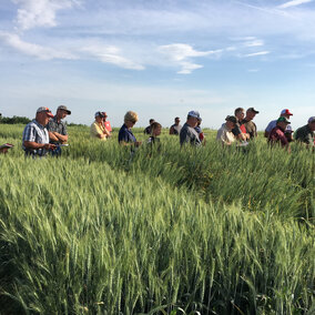 Wheat variety trial field day